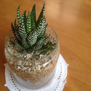 Photo by epiさん@GreenSnap