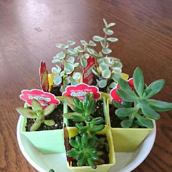 Photo by tuki_tukiさん@GreenSnap