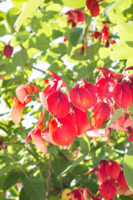 gs160801-9905jpg_28402036483_o