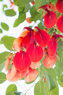 夏のヘビロテ曲 島唄 に出てくる デイゴの花ってどんな花 Greensnap グリーンスナップ 夏のヘビロテ曲 島唄 に出てくる デイゴの花ってどんな花 Greensnap グリーンスナップ