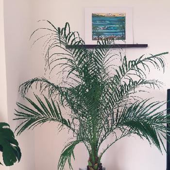 Photo by Sasya007777さん@GreenSnap