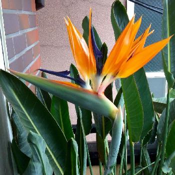 Photo by 雪ダルマさん@GreenSnap