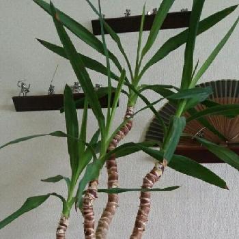 Photo by まっつさん@GreenSnap