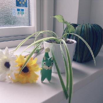 Photo by ushiromukinekoさん@GreenSnap