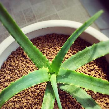 Photo by Amamiさん@GreenSnap