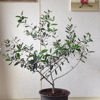 Photo by emiさん@GreenSnap