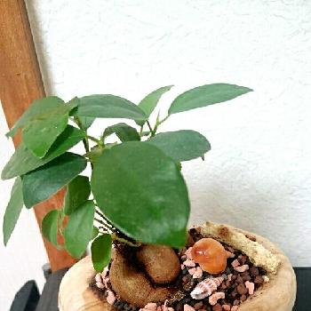 Photo by HARUz6さん@GreenSnap