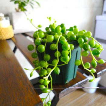 Photo by Mascotte0v0さん@GreenSnap