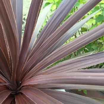 Photo by nao＊さん@GreenSnap