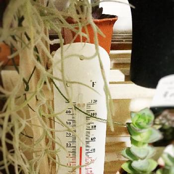 Photo by かつおさん@GreenSnap