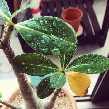 Photo by aoiroさん@GreenSnap