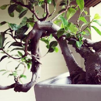 Photo by GINZAHAIRさん@GreenSnap