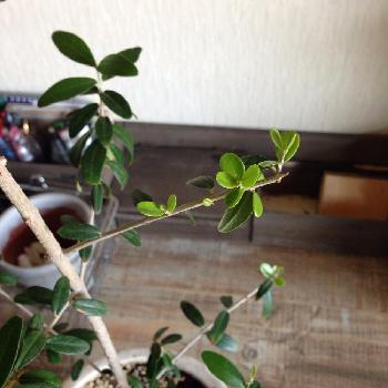 Photo by hittonさん@GreenSnap