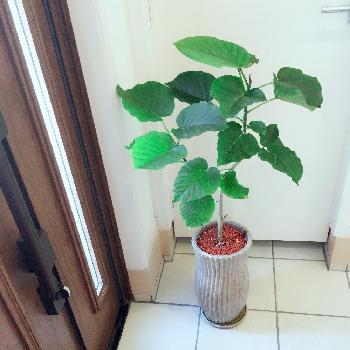 Photo by まっきーさん@GreenSnap