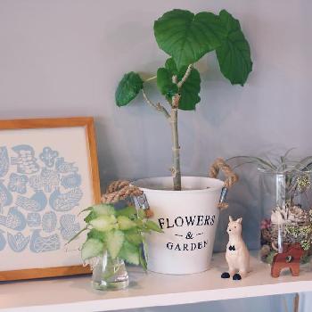 Photo by はじめさん@GreenSnap