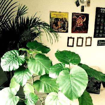 Photo by Uさん@GreenSnap