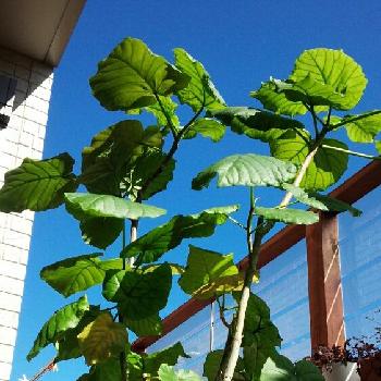 Photo by もりゅたさん@GreenSnap