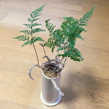 Photo by patyさん@GreenSnap