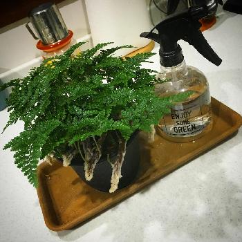 観葉植物のシノブについて Greensnap グリーンスナップ