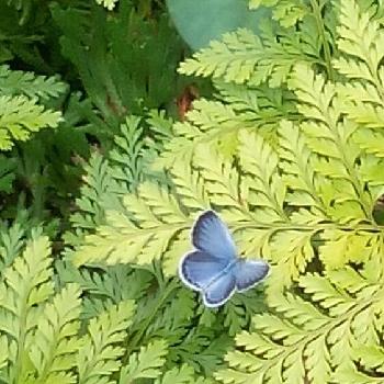 Photo by moonさん@GreenSnap