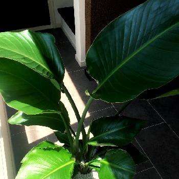 Photo by ☆*:.｡. airin .｡.:*☆さん@GreenSnap