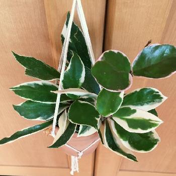 Photo by fukuさん@GreenSnap