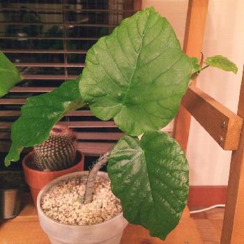 Photo by yaaさん@GreenSnap