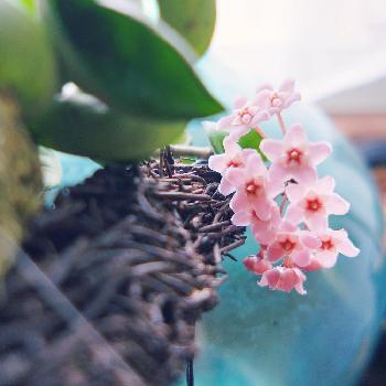 Photo by tiger11さん@GreenSnap