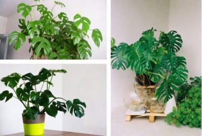 出典元：Pinterest