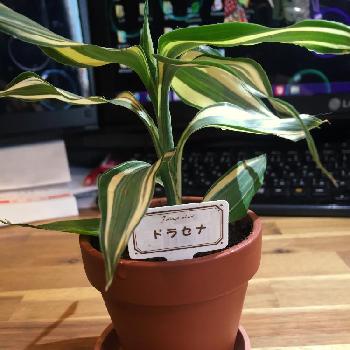 Photo by suMiさん@GreenSnap