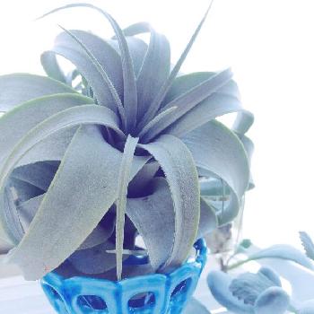 Photo by うささん@GreenSnap