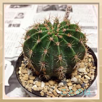 Photo by ことのは(@kotonoha)さん@GreenSnap