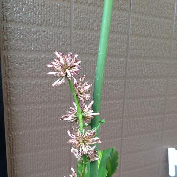 Photo by michikoさん@GreenSnap