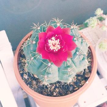 Photo by miuさん@GreenSnap