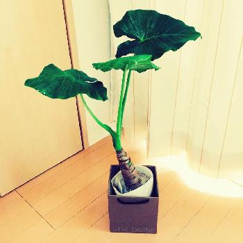 Photo by まふちゃんさん@GreenSnap