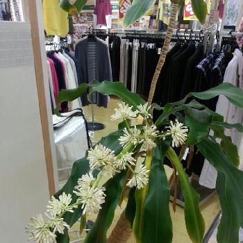 Photo by Mitunori Yamamiさん@GreenSnap