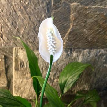 Photo by ☆*:.｡. airin .｡.:*☆さん@GreenSnap