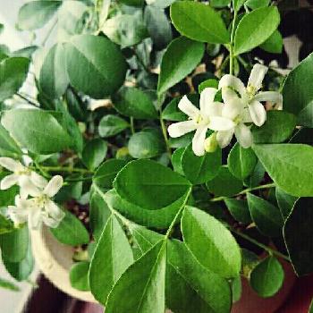 Photo by **雅**さん@GreenSnap