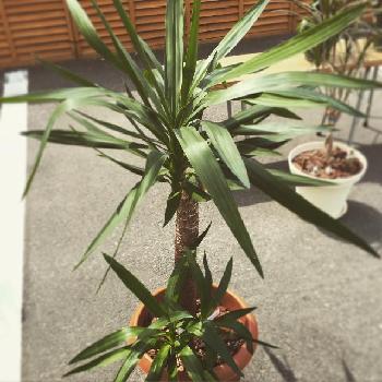 Photo by chinatsuさん@GreenSnap