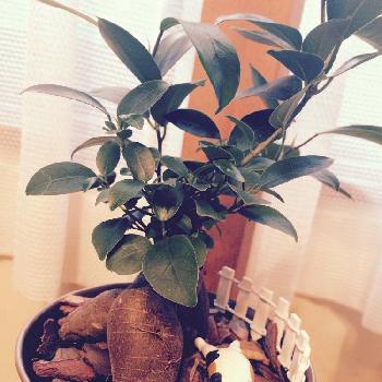 Photo by hamutanuuさん@GreenSnap