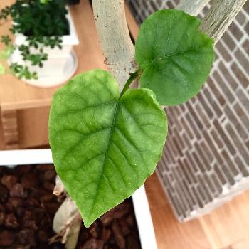 ハート型の葉で人気の観葉植物ウンベラータって Greensnap グリーンスナップ