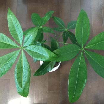 Photo by paxiさん@GreenSnap