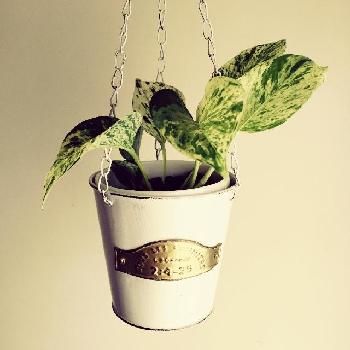 Photo by しーちゃんさん@GreenSnap