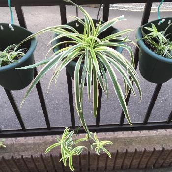 Photo by ベンきちくんさん@GreenSnap