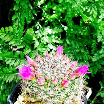 Photo by うささん@GreenSnap