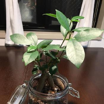 Photo by うぶちゃんさん@GreenSnap