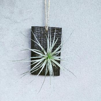 Photo by Akiさん@GreenSnap