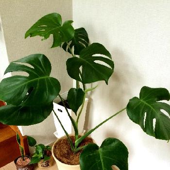 Photo by aimsさん@GreenSnap