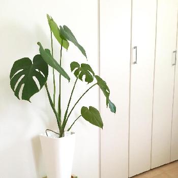 Photo by hiromiさん@GreenSnap