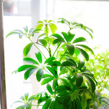 Photo by ぽかぽかなおさん@GreenSnap